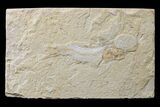 Cretaceous Fossil Fish (Gaudryella) - Lebanon #162823-1